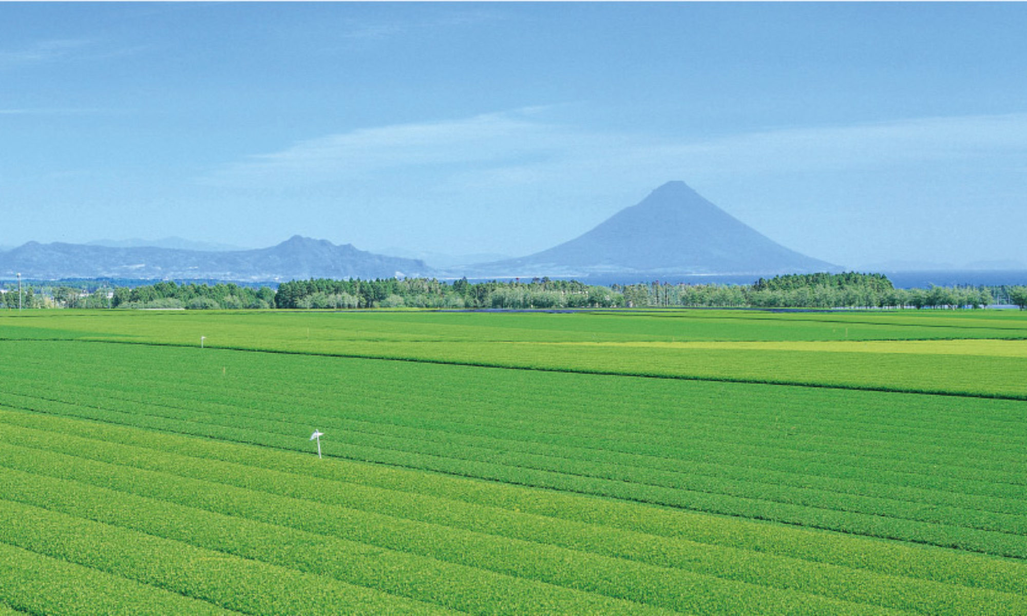 美老園の新茶 | お茶の美老園ランディングページ